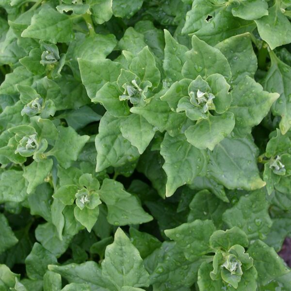 nieuw-zeelandse spinazie - Tuincentrum Bos Park Tuin Roden nieuw-zeelandse spinazie