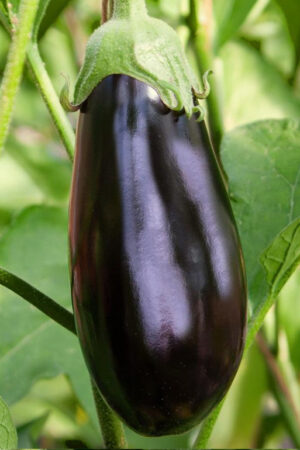Aubergine Rembrandt F1