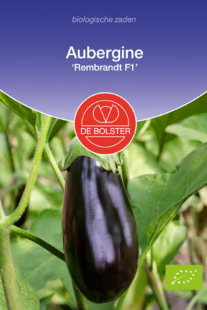 Aubergine Rembrandt F1