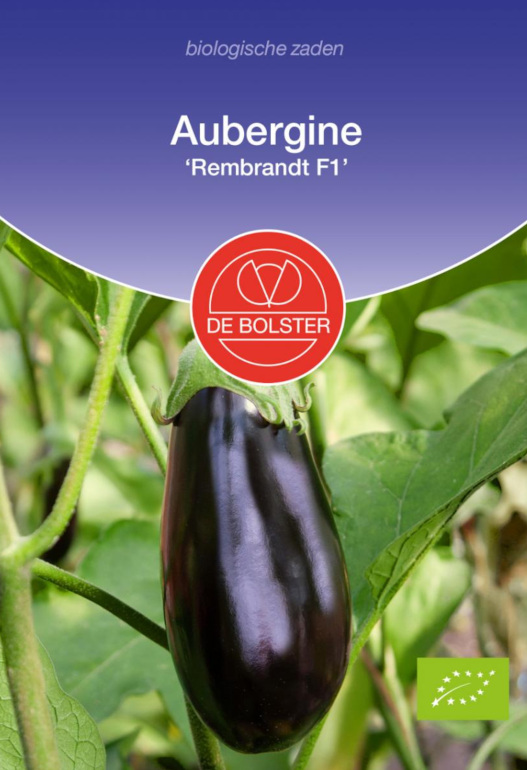 Aubergine Rembrandt F1 voor