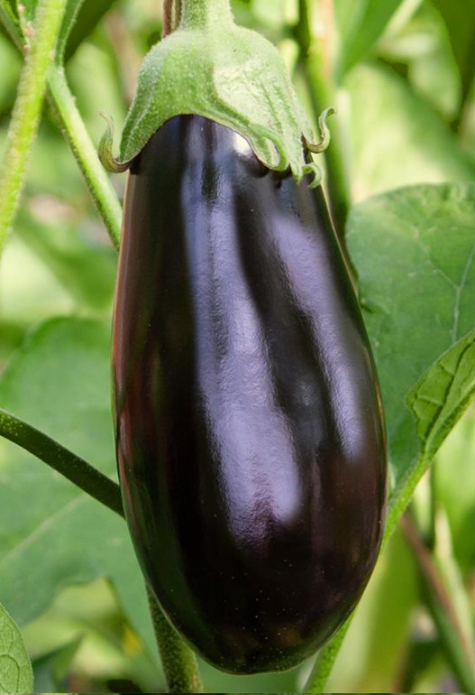 Aubergine Rembrandt F1