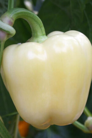 Close-up of a pale yellow bell pepper hanging from its green stem on a plant with dark green leaves in the background .