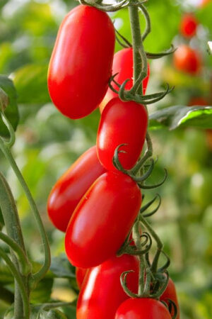 Cluster of bright red plum tomatoes on a green vine in a garden/greenhouse visible in the background.