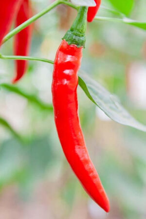 Peper Westlandse Lange Rode