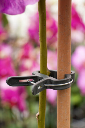 Plantenclip 24mm 10 stuks1