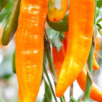 Zoetpuntpaprika Kyra