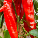 Zoetpuntpaprika Xaro