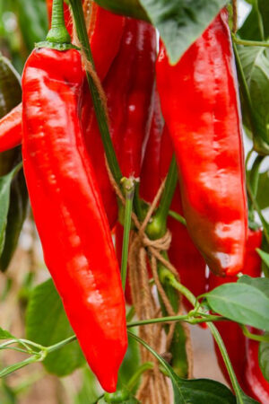 Zoetpuntpaprika Xaro