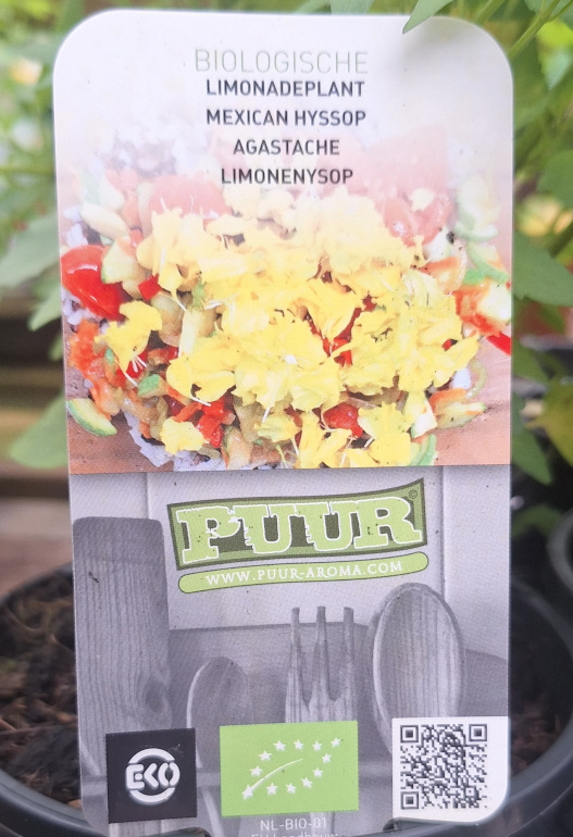 limonadeplant