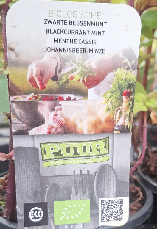 zwartebessen munt